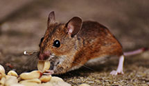 24 Hour & Emergency Exterminators in North Hudson, WI